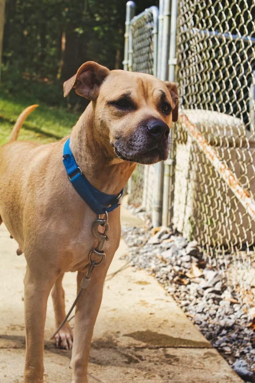 Enlarge Nyla, a Adoptable mixed breed in Grafton, WV image 3/4