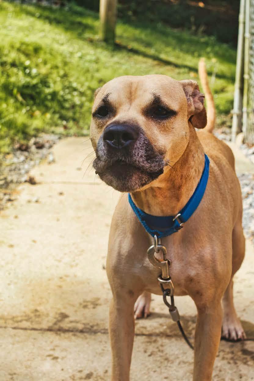 Enlarge Nyla, a Adoptable mixed breed in Grafton, WV image 2/4