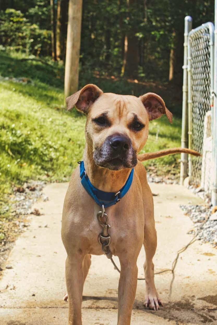 Nyla, Adoptable, Adult Female Black Mouth Cur.