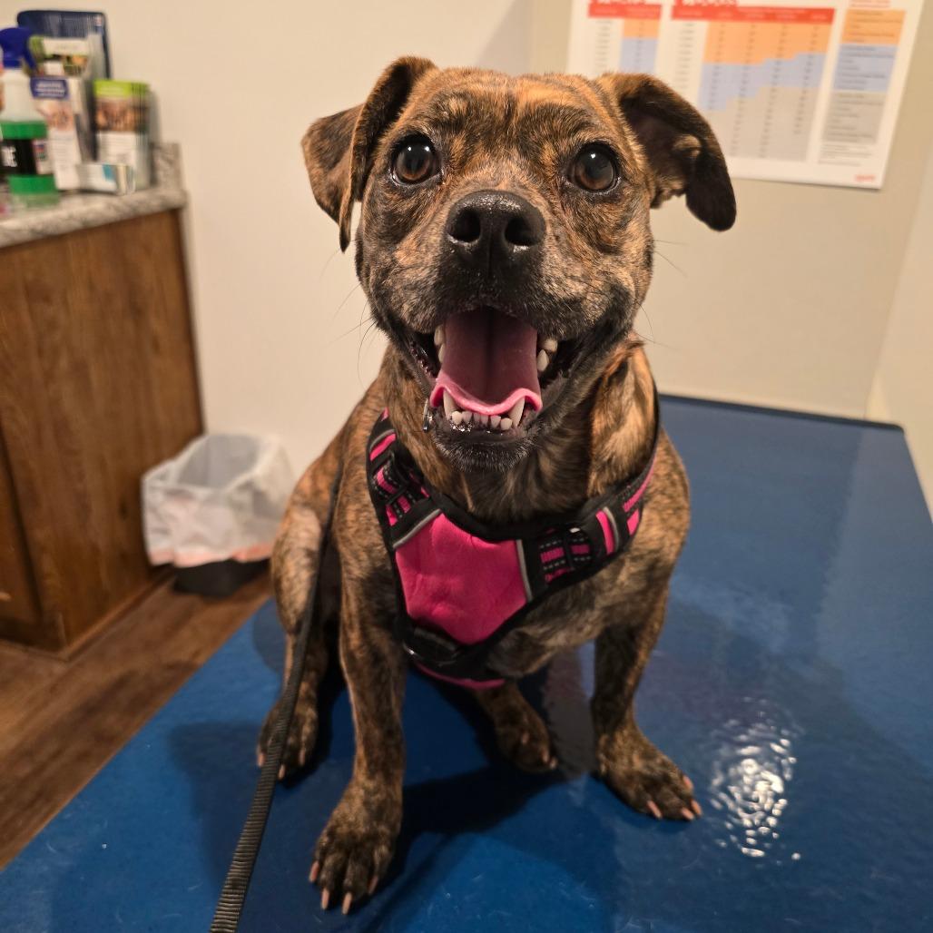 Enlarge Trudy, a Adoptable mixed breed in Fairmont, WV image 1/6