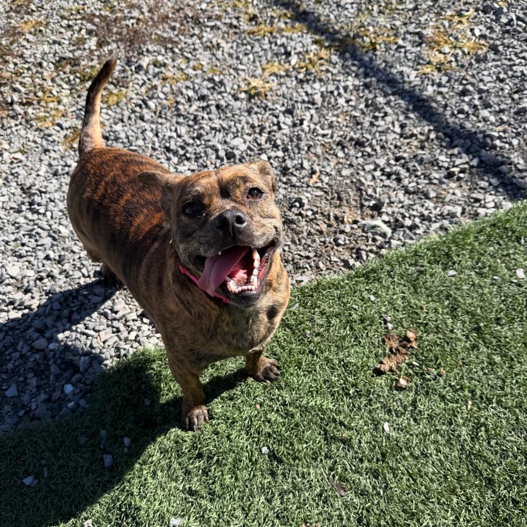 Enlarge Trudy, a Adoptable mixed breed in Fairmont, WV image 2/6