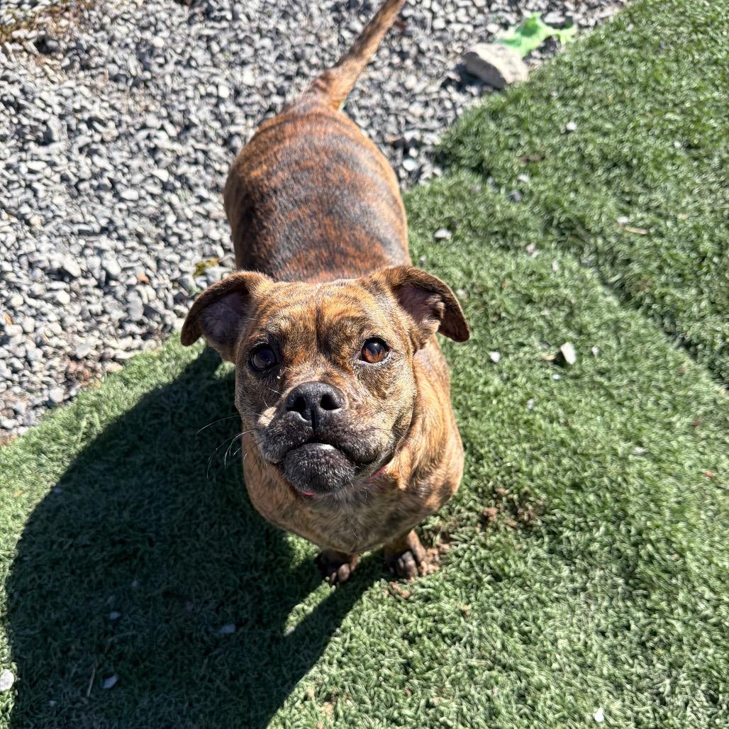 Enlarge Trudy, a Adoptable mixed breed in Fairmont, WV image 3/6