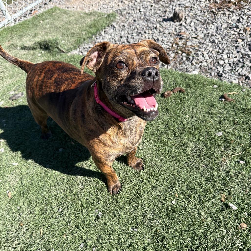 Enlarge Trudy, a Adoptable mixed breed in Fairmont, WV image 4/6