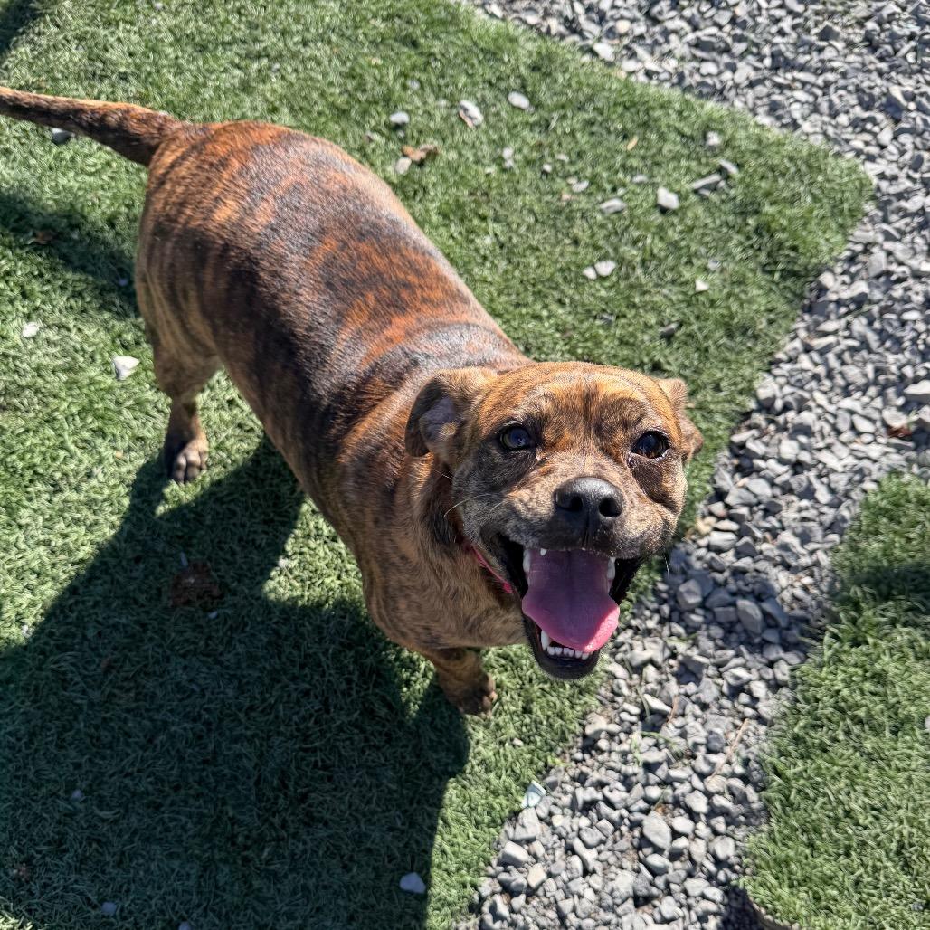 Enlarge Trudy, a Adoptable mixed breed in Fairmont, WV image 5/6