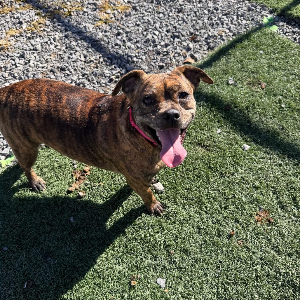 Enlarge Trudy, a Adoptable mixed breed in Fairmont, WV image 6/6
