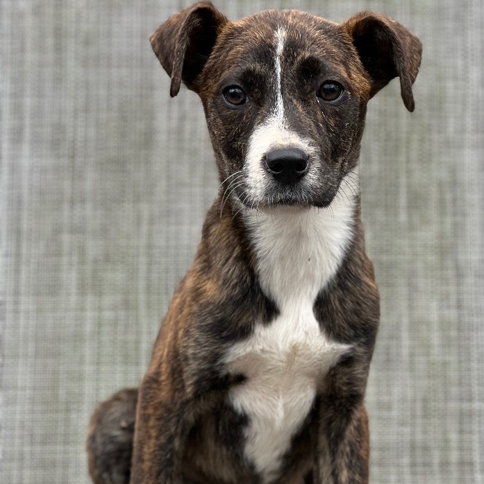 Dog for adoption Mia, a Mixed Breed in Hughesville, MD Petfinder