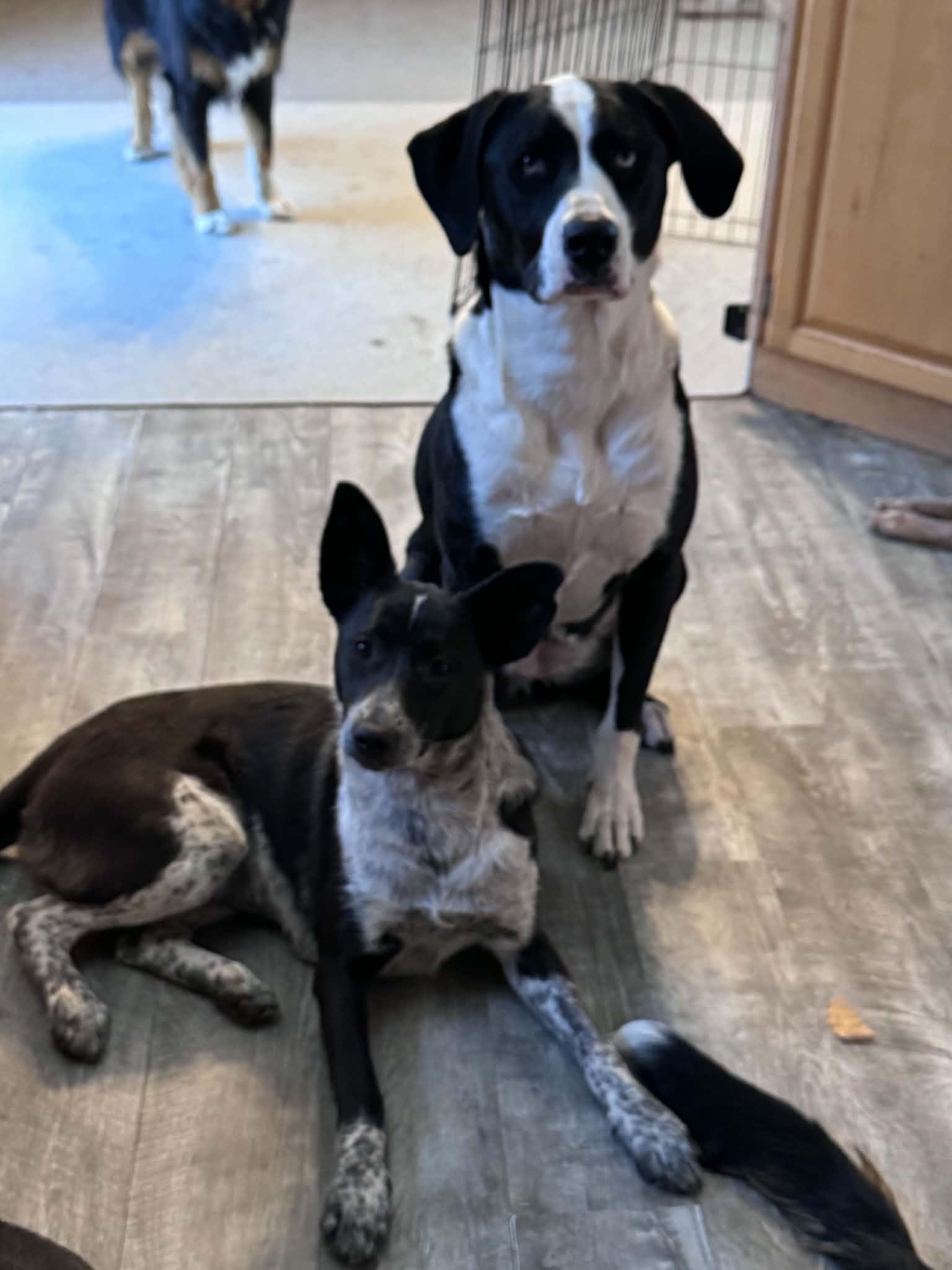 Enlarge Shayla, a Adoptable mixed breed in Bend, OR image 3/6