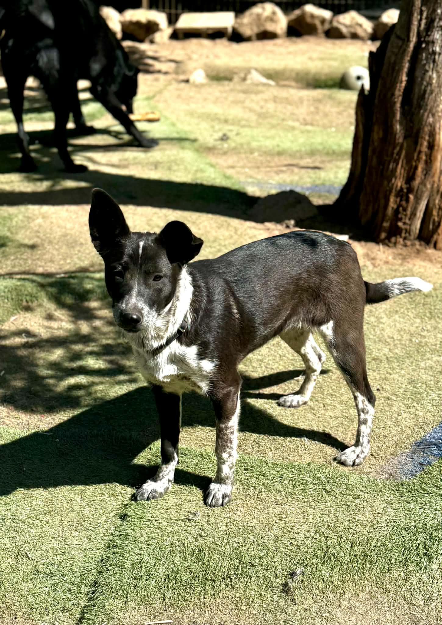 Enlarge Shayla, a Adoptable mixed breed in Bend, OR image 1/6