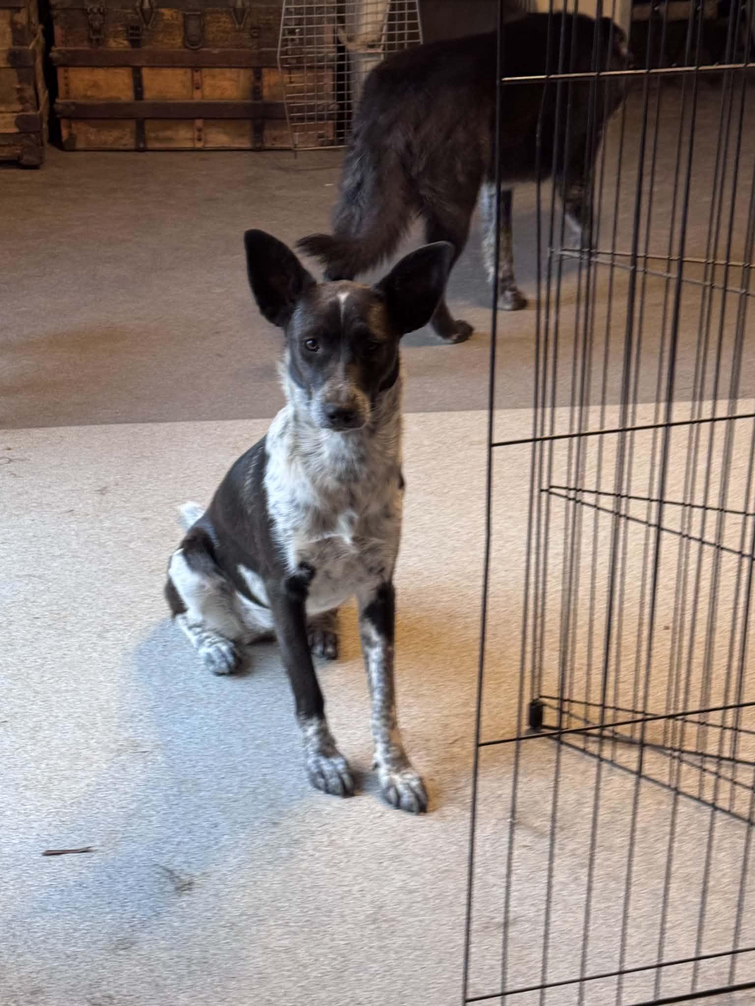 Enlarge Shayla, a Adoptable mixed breed in Bend, OR image 2/6