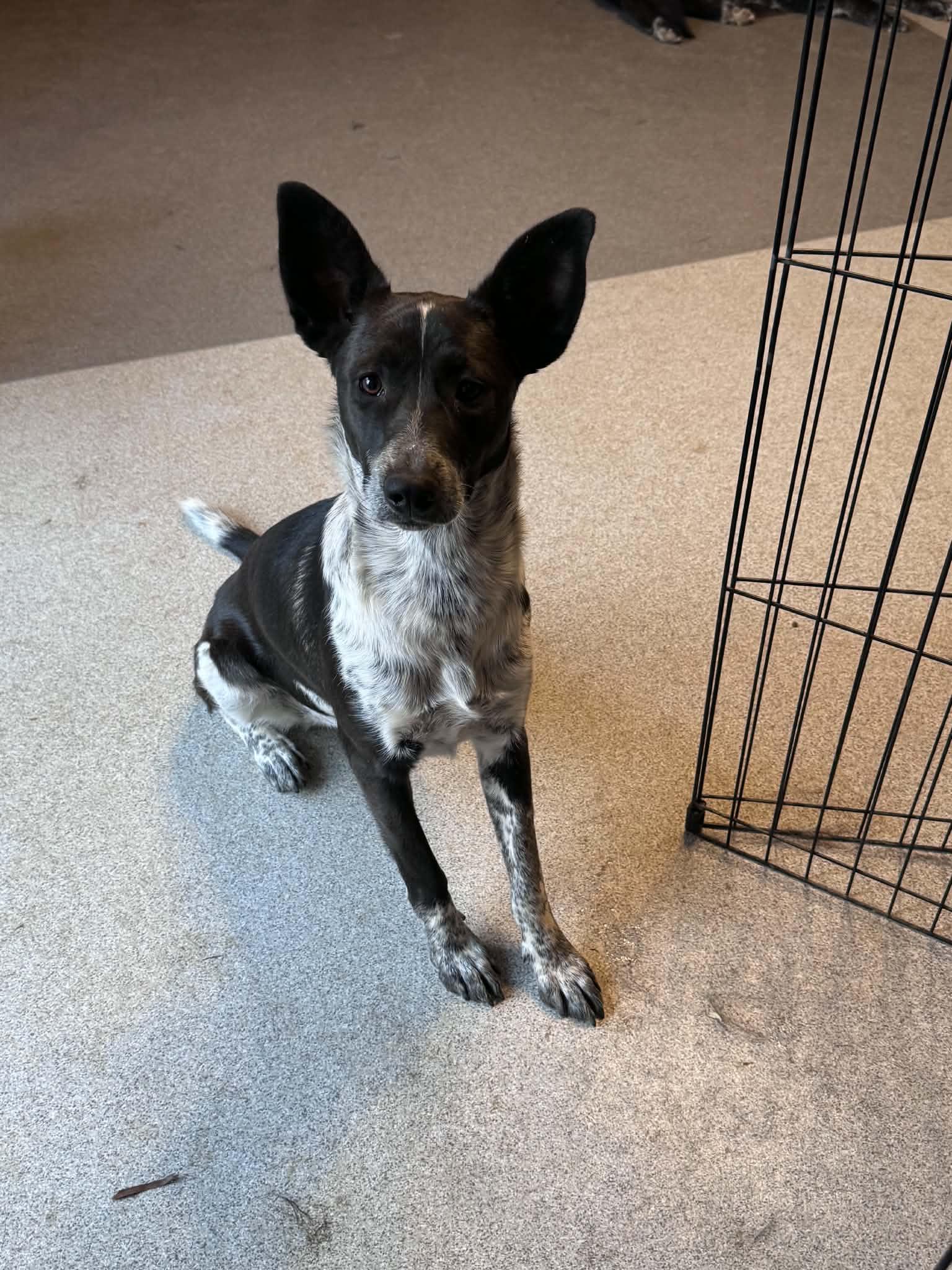 Enlarge Shayla, a Adoptable mixed breed in Bend, OR image 5/6