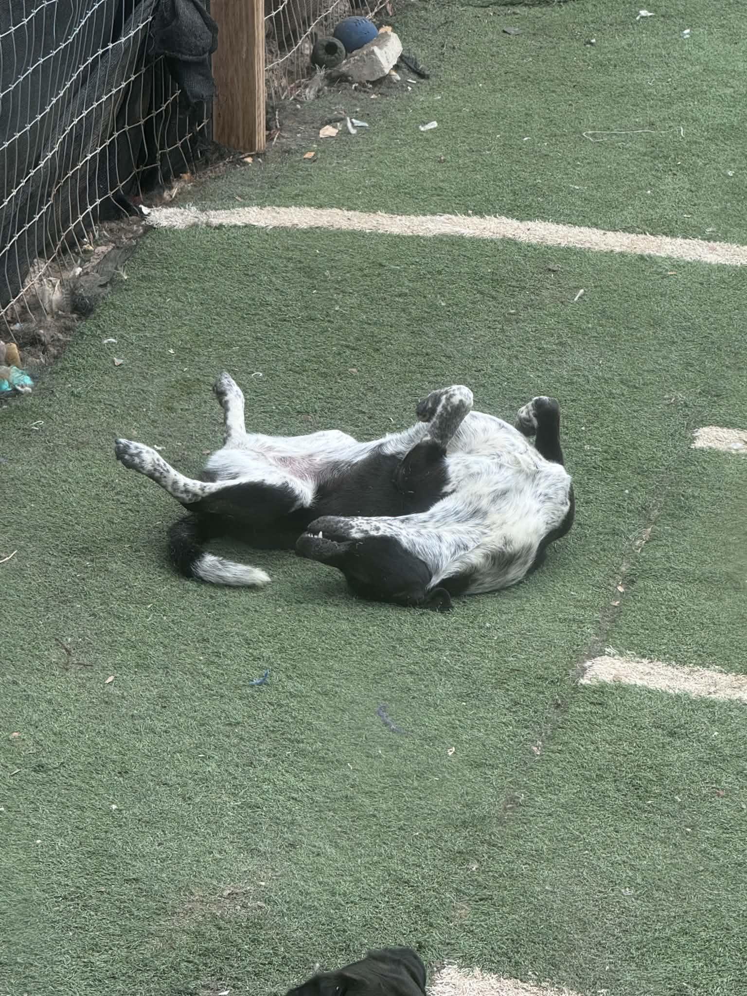 Enlarge Shayla, a Adoptable mixed breed in Bend, OR image 6/6