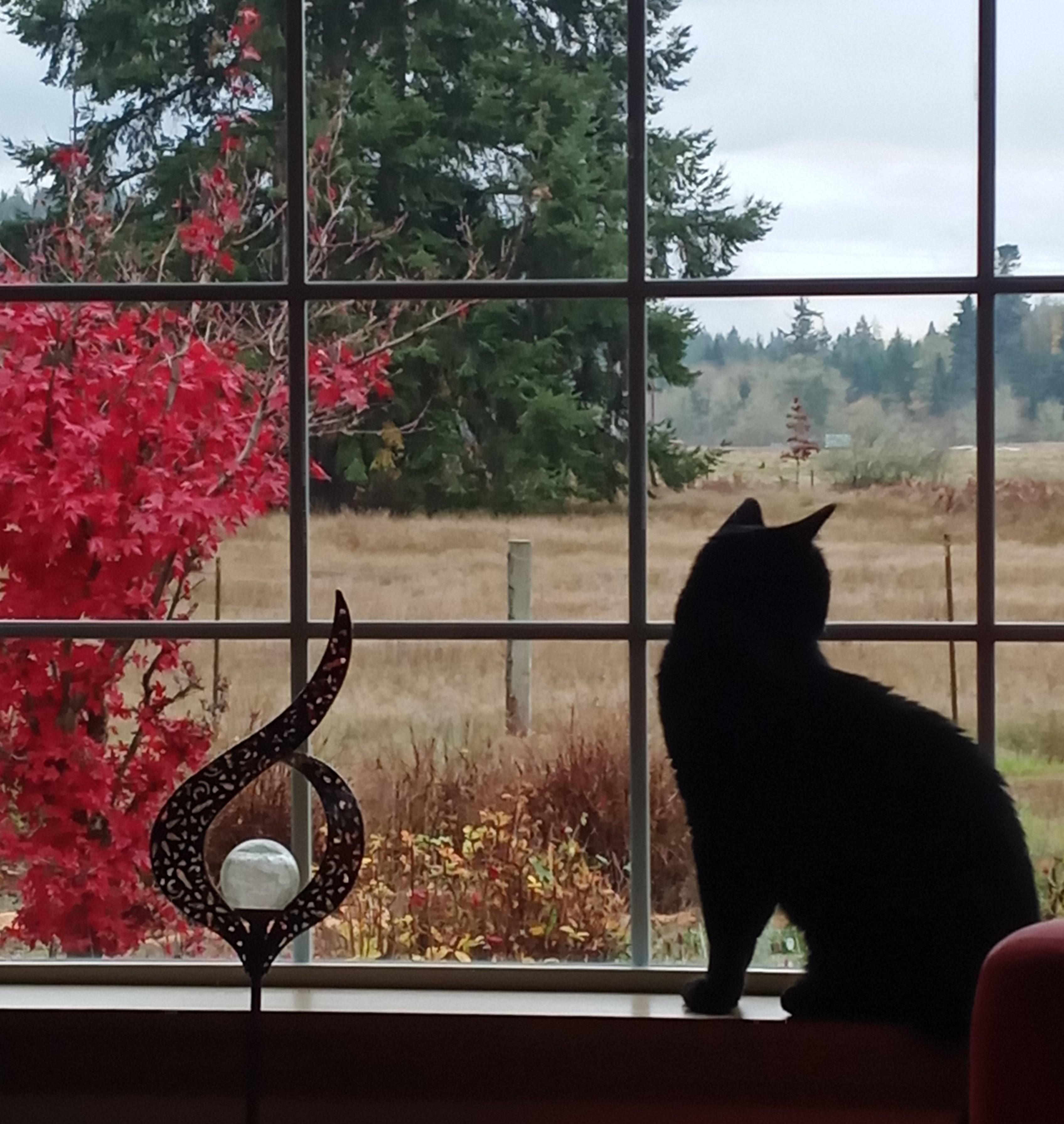 Enlarge Binx , a ADOPTABLE Domestic Short Hair in Rochester, WA image 1/6