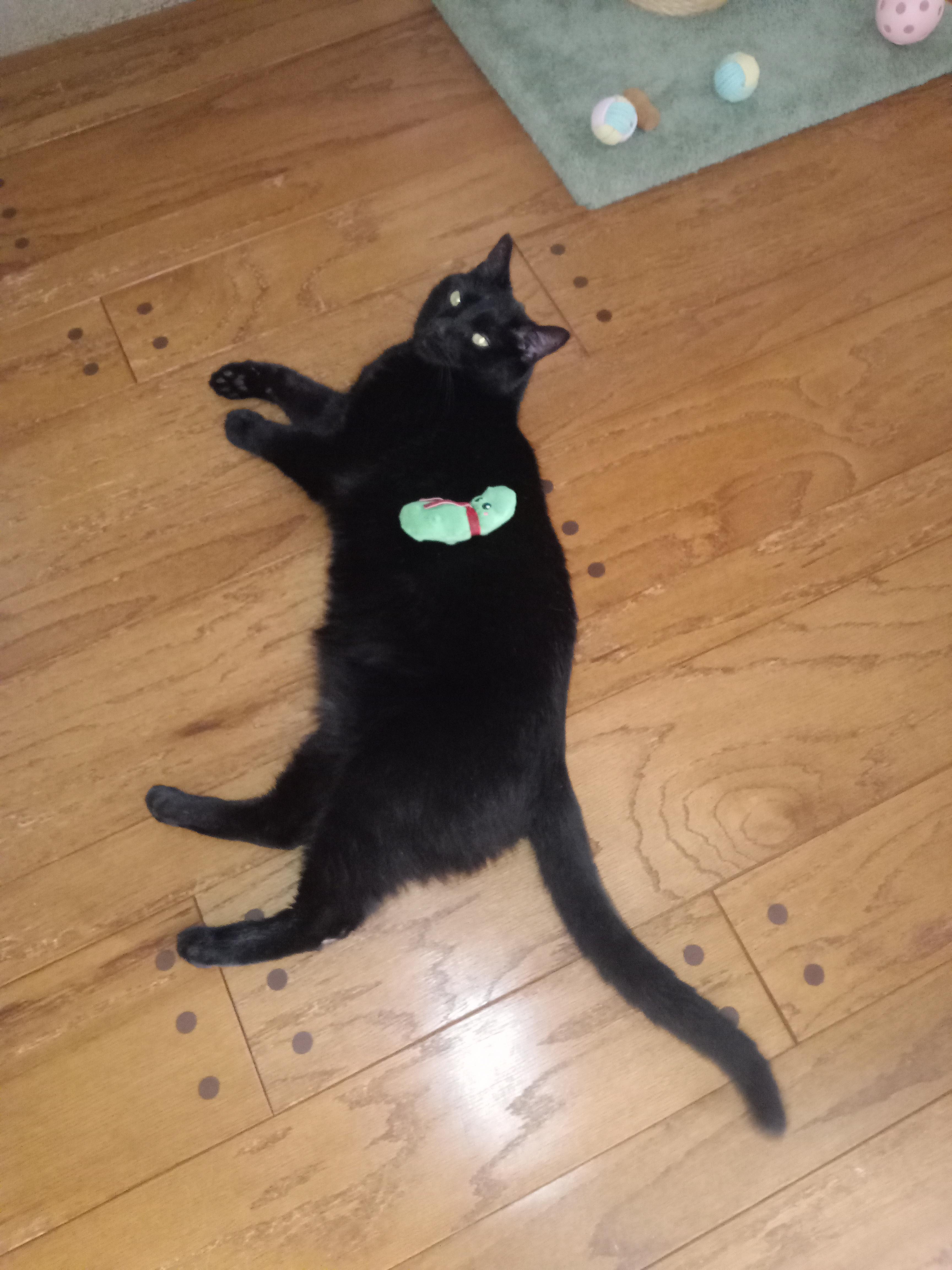 Enlarge Binx , a ADOPTABLE Domestic Short Hair in Rochester, WA image 2/6