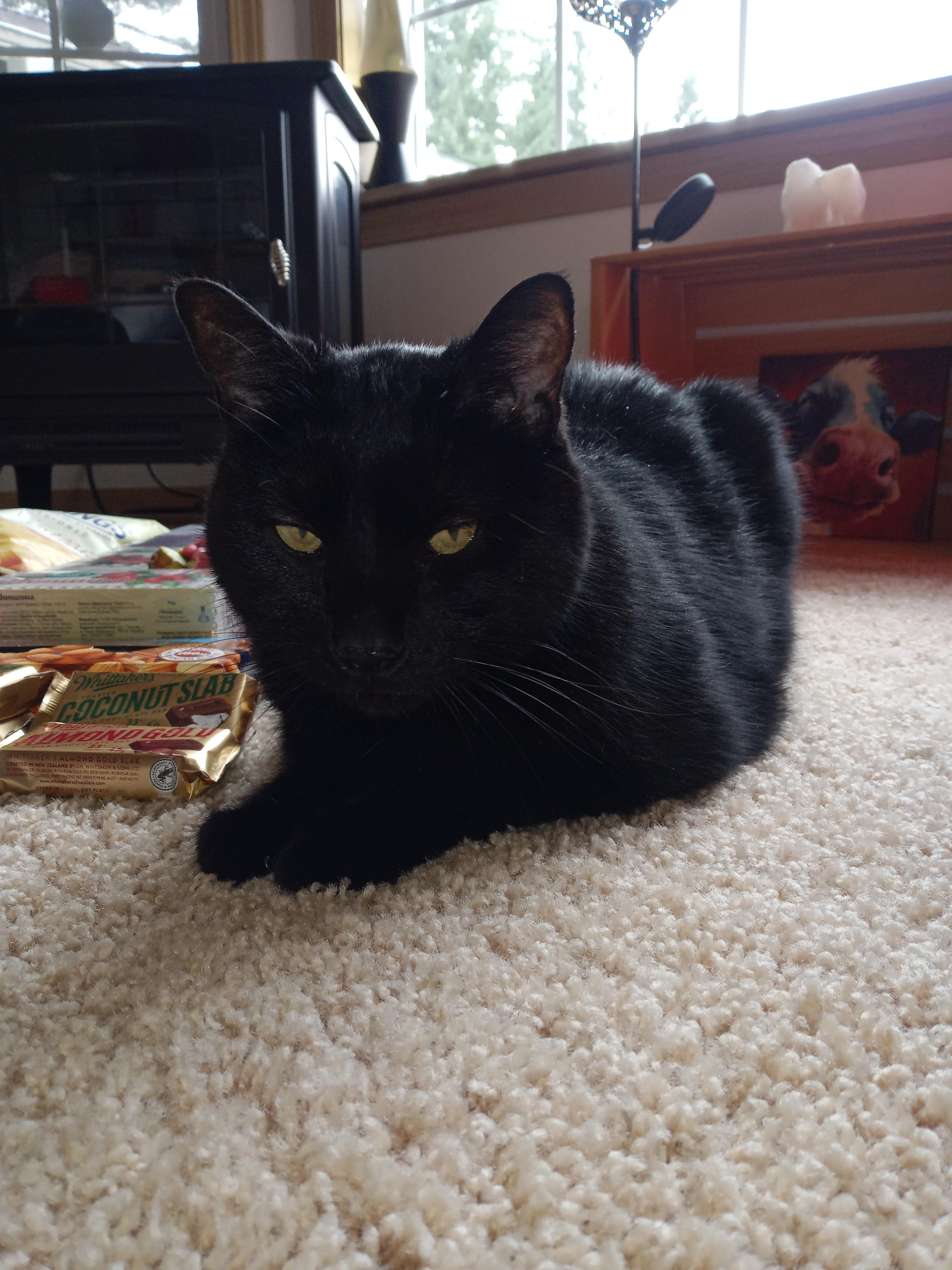 Enlarge Binx , a ADOPTABLE Domestic Short Hair in Rochester, WA image 3/6