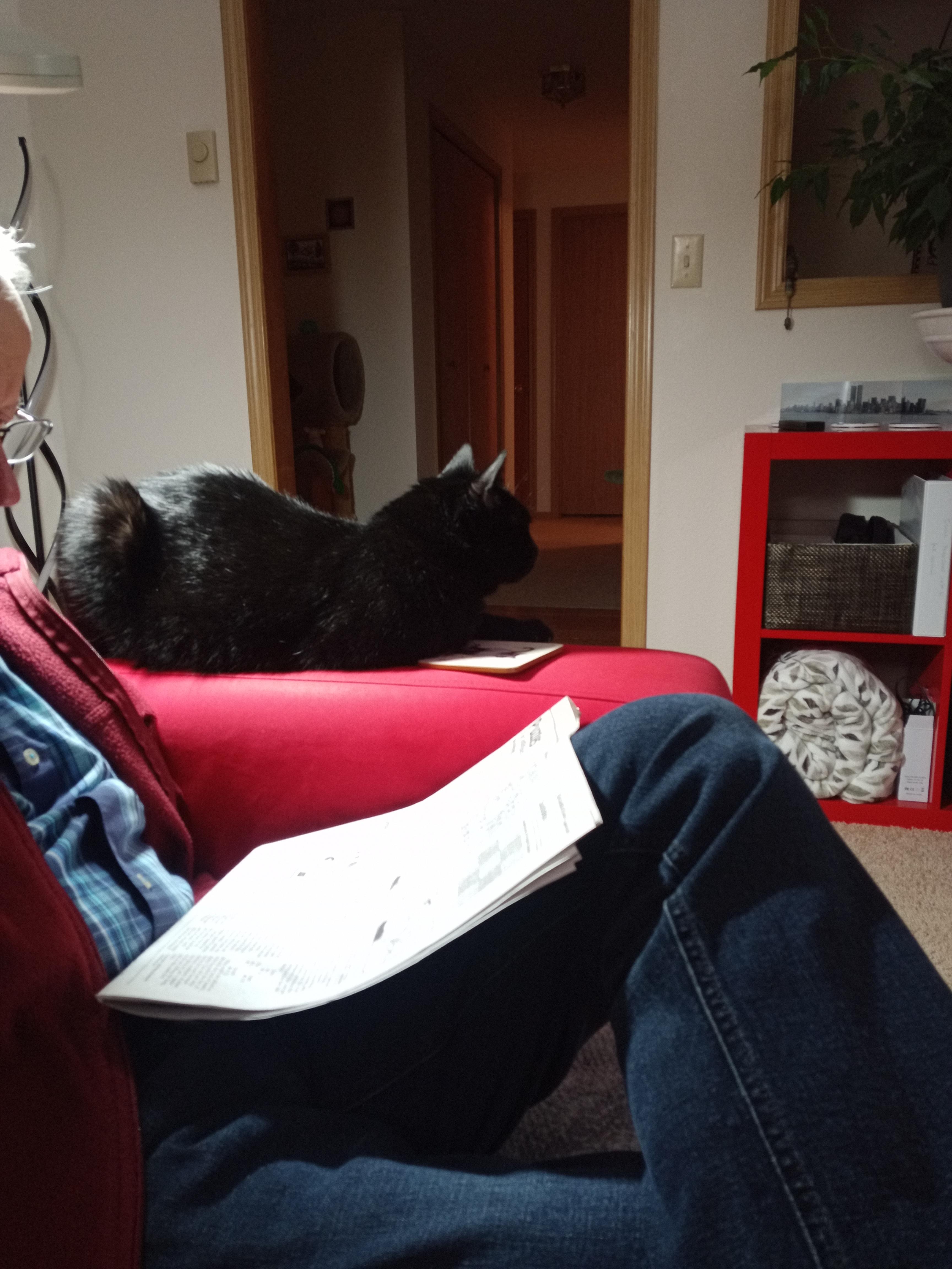 Enlarge Binx , a ADOPTABLE Domestic Short Hair in Rochester, WA image 4/6