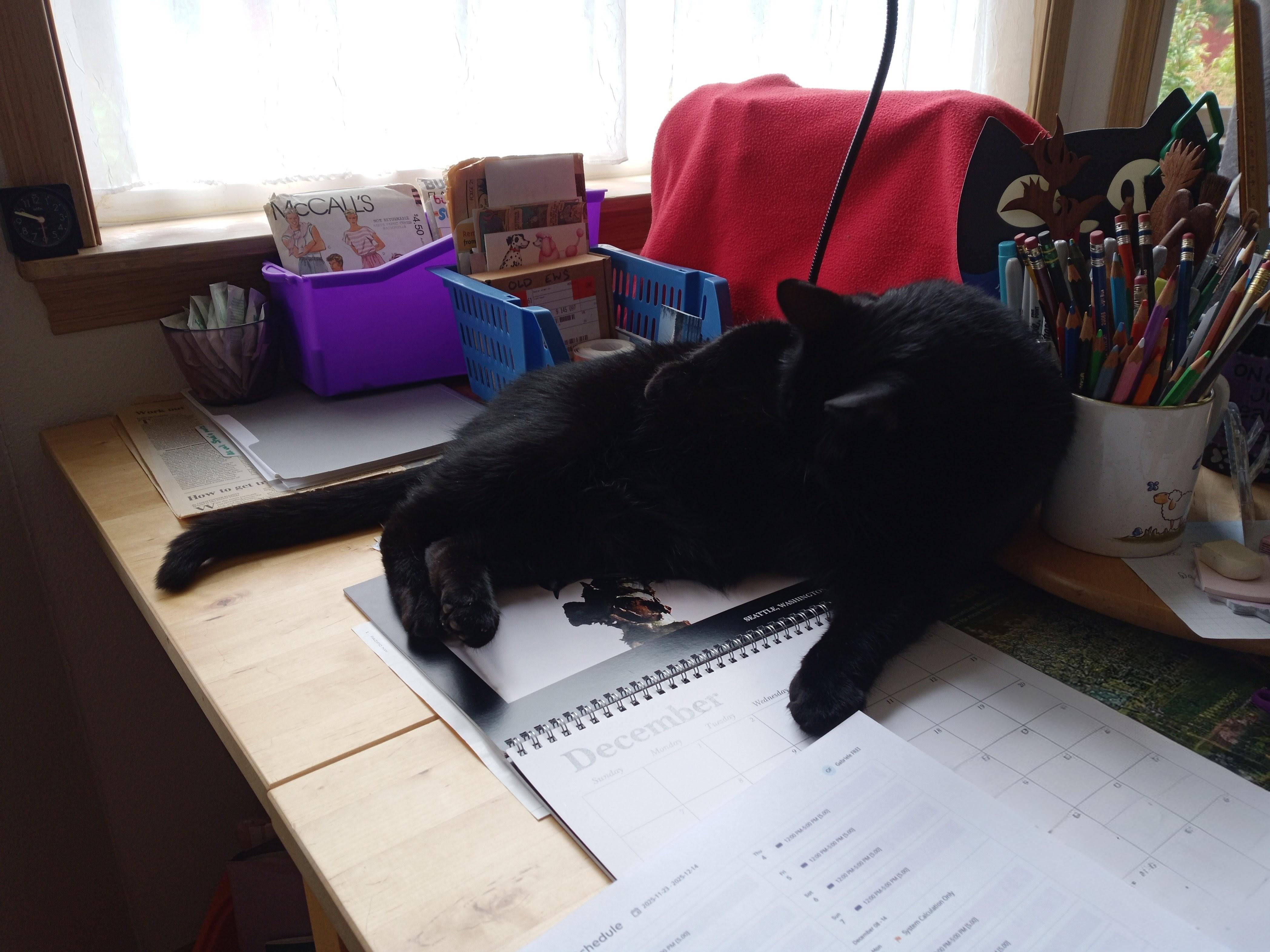 Enlarge Binx , a ADOPTABLE Domestic Short Hair in Rochester, WA image 5/6