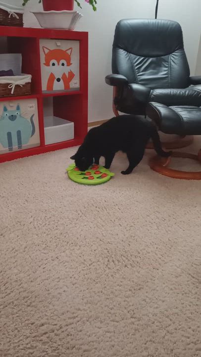 Enlarge Binx , a ADOPTABLE Domestic Short Hair in Rochester, WA video 6/6