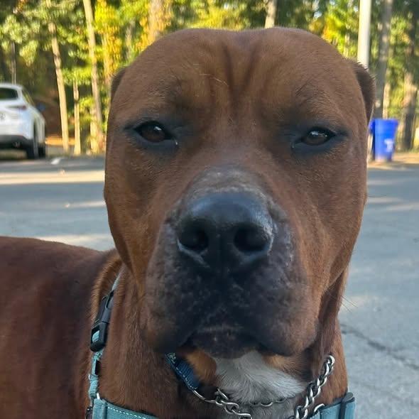 Seven, Adoptable, Adult Female Mixed Breed.