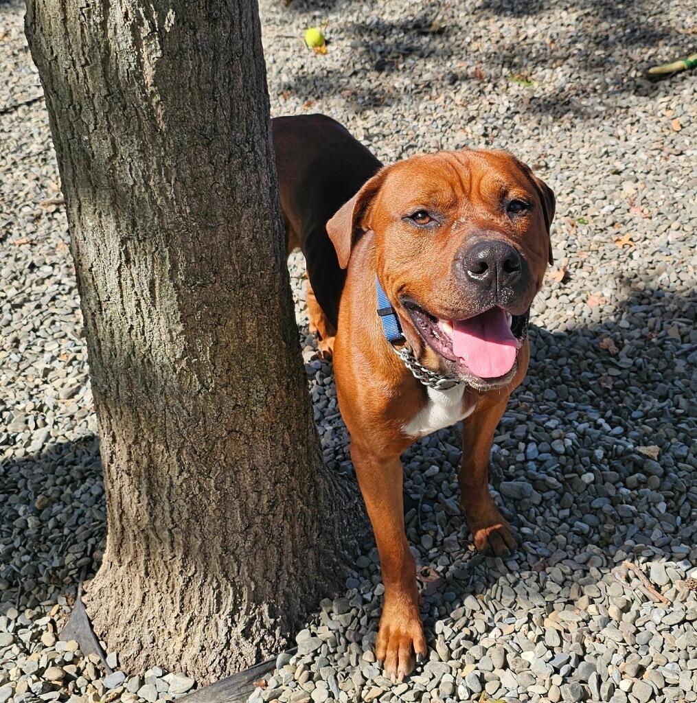 Seven, a Adoptable Mixed Breed in Old Bridge, NJ image 1/2