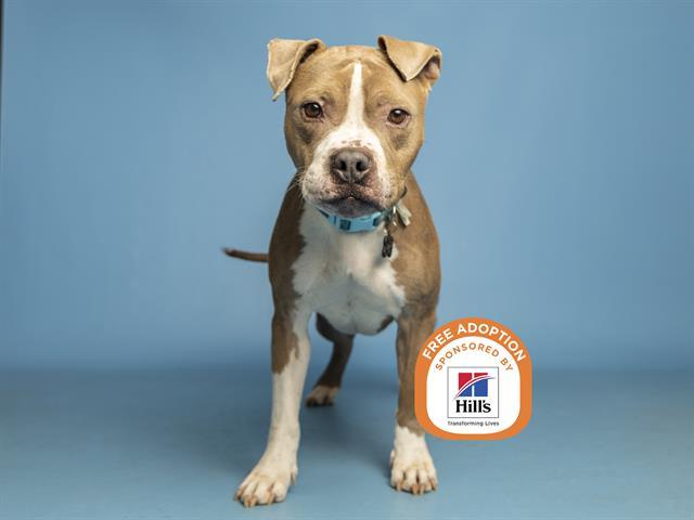 BESITO, Adoptable, Adult Male Staffordshire Bull Terrier.