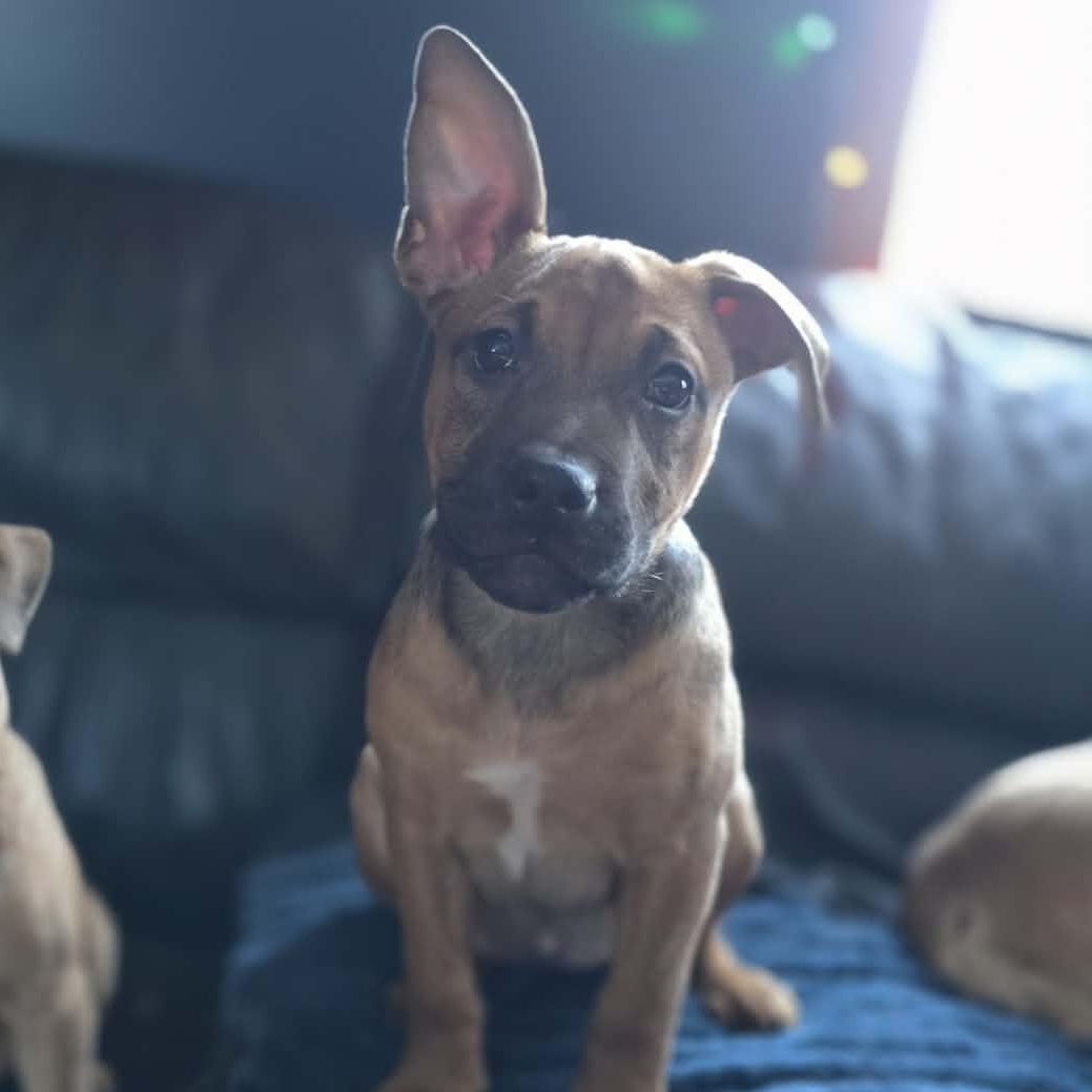 Suvi, a Adoptable mixed breed in Stamford, CT image 5/6