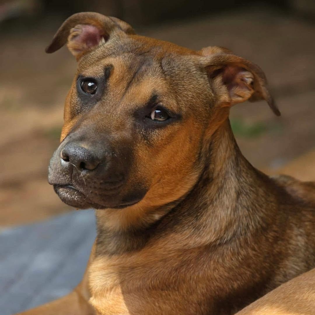 Enlarge Suvi, a Adoptable mixed breed in Stamford, CT image 1/5