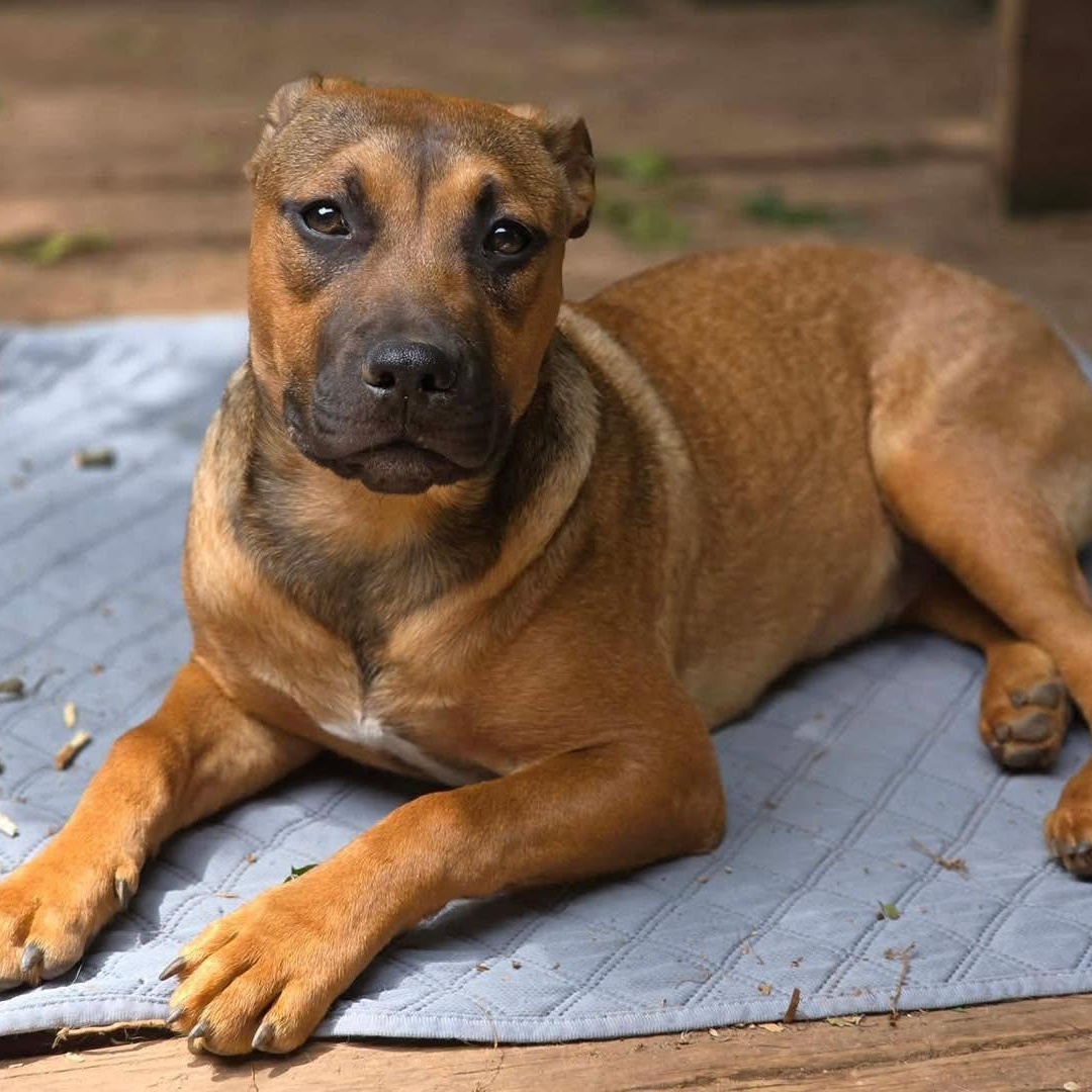 Enlarge Suvi, a Adoptable mixed breed in Stamford, CT image 4/5