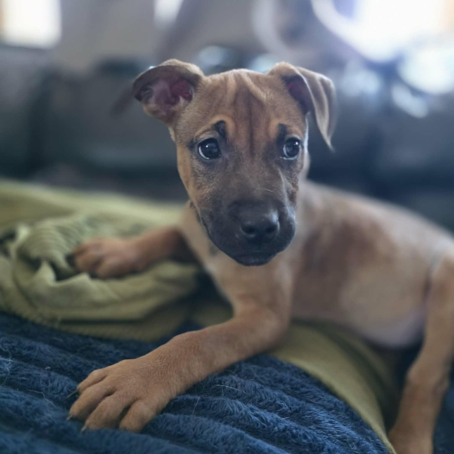 Suvi, a Adoptable mixed breed in Stamford, CT image 4/6