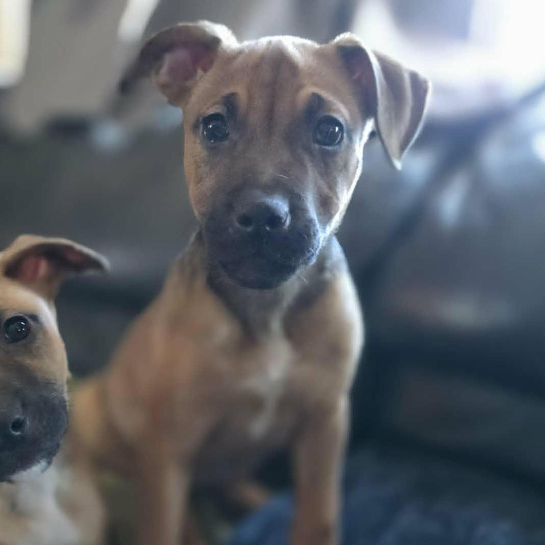 Suvi, a Adoptable mixed breed in Stamford, CT image 6/6