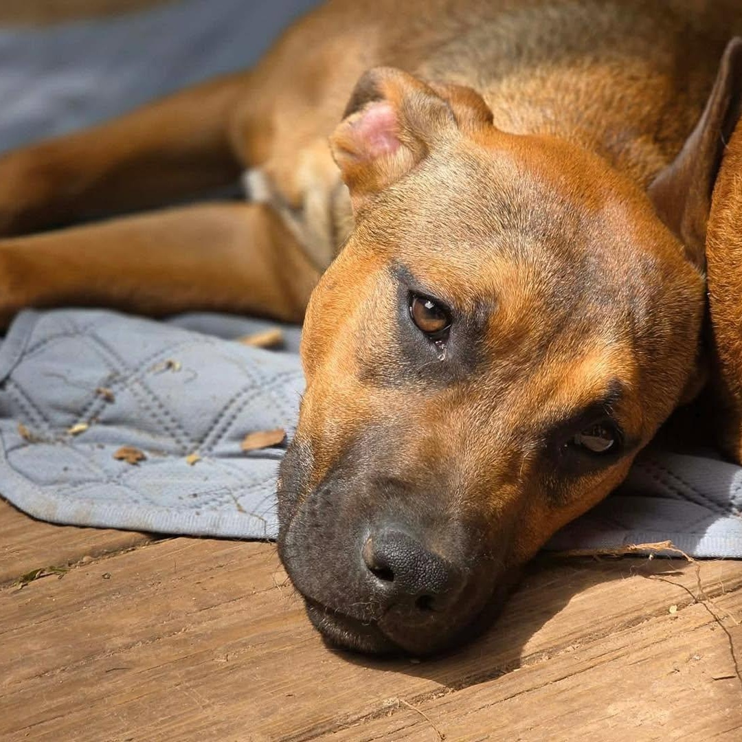 Enlarge Suvi, a Adoptable mixed breed in Stamford, CT image 5/5