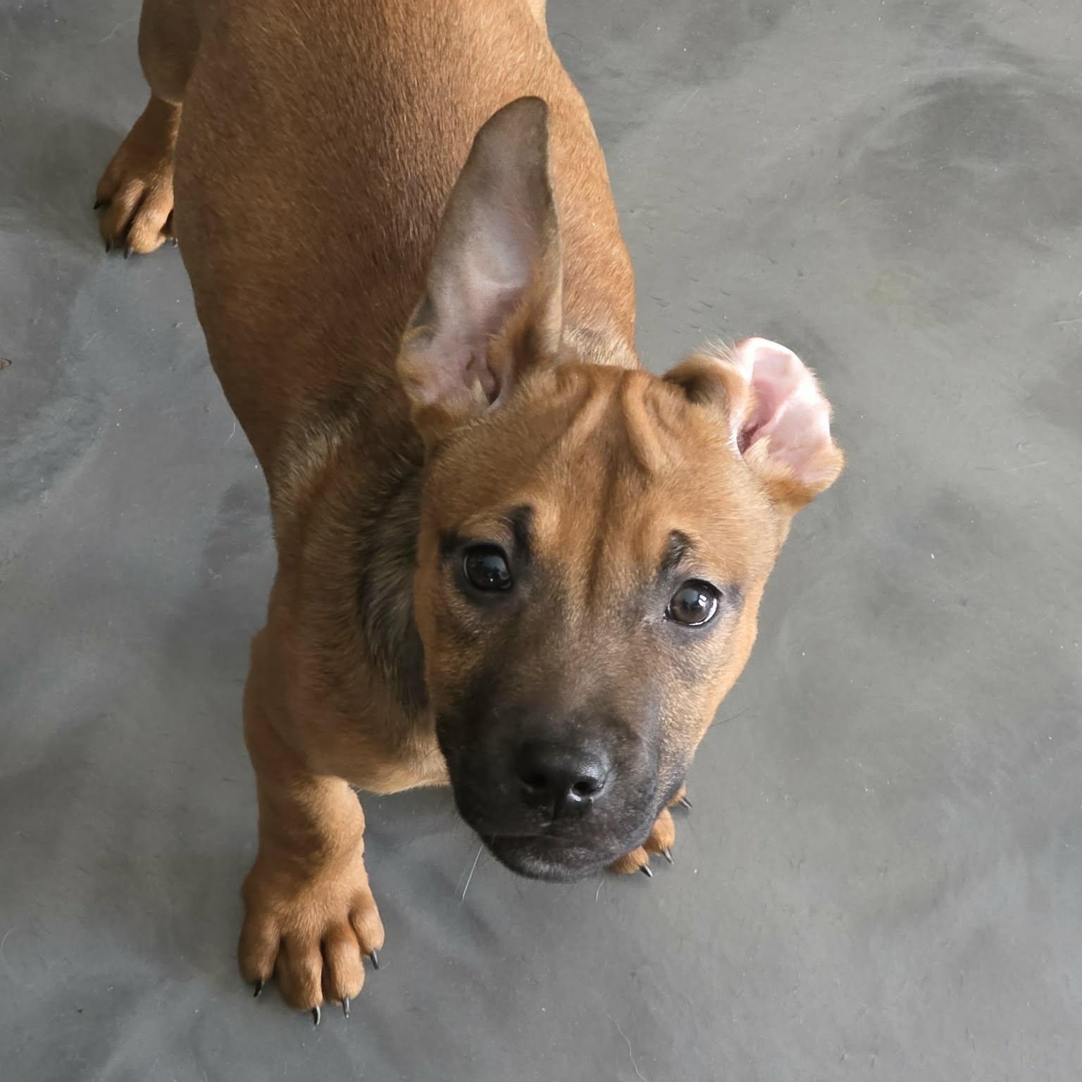 Suvi, a Adoptable mixed breed in Stamford, CT image 2/6