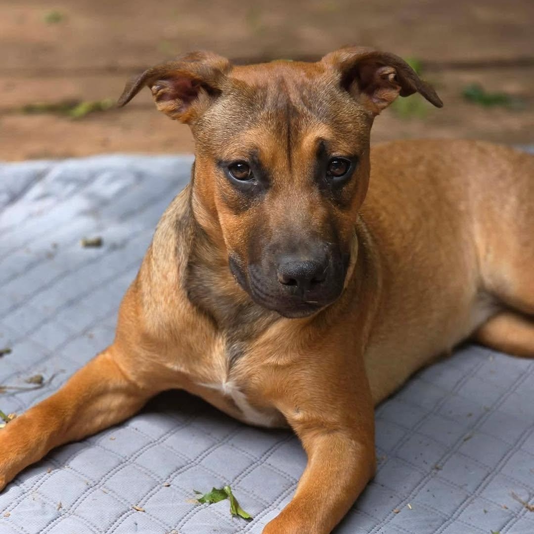 Enlarge Suvi, a Adoptable mixed breed in Stamford, CT image 3/5