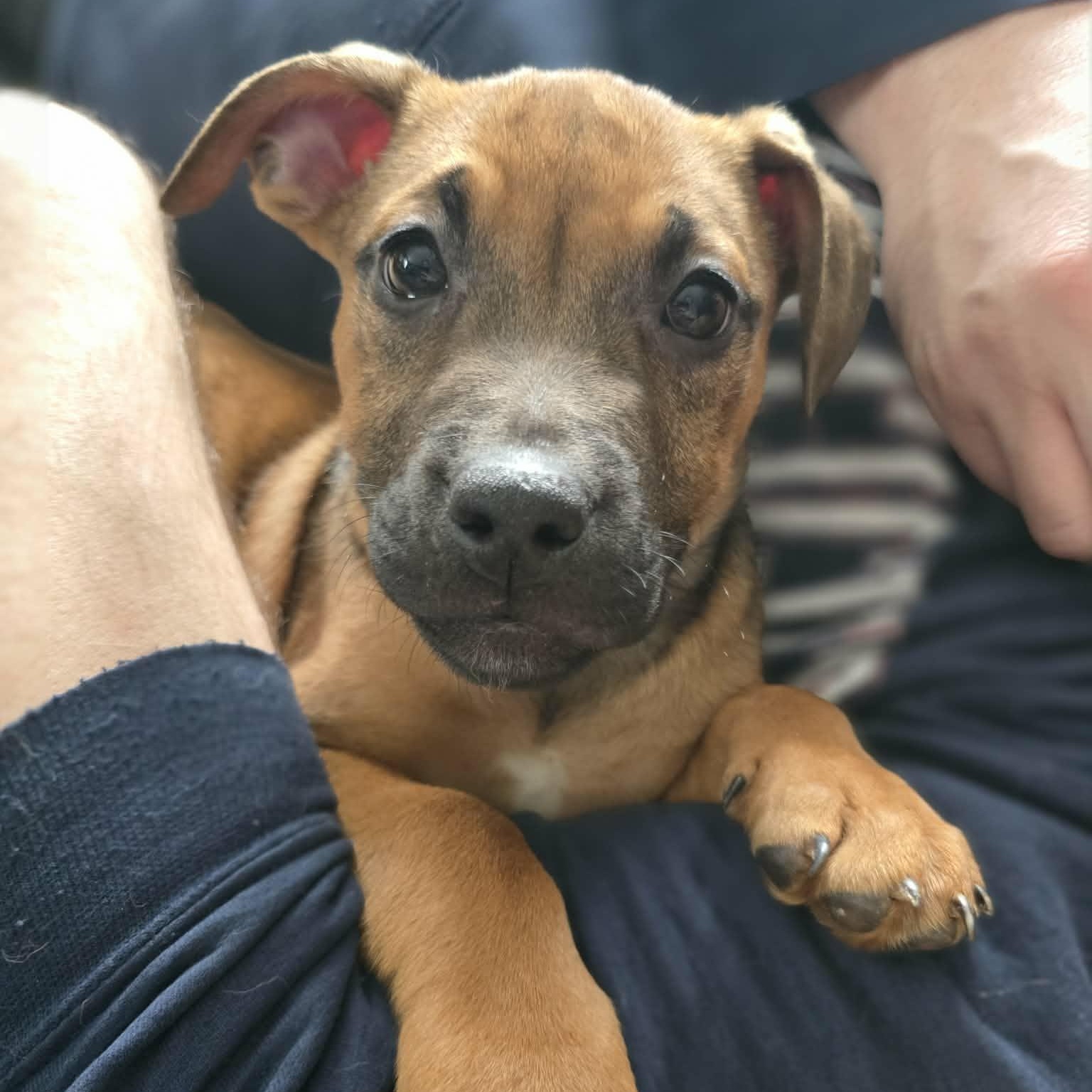 Suvi, a Adoptable mixed breed in Stamford, CT image 3/6