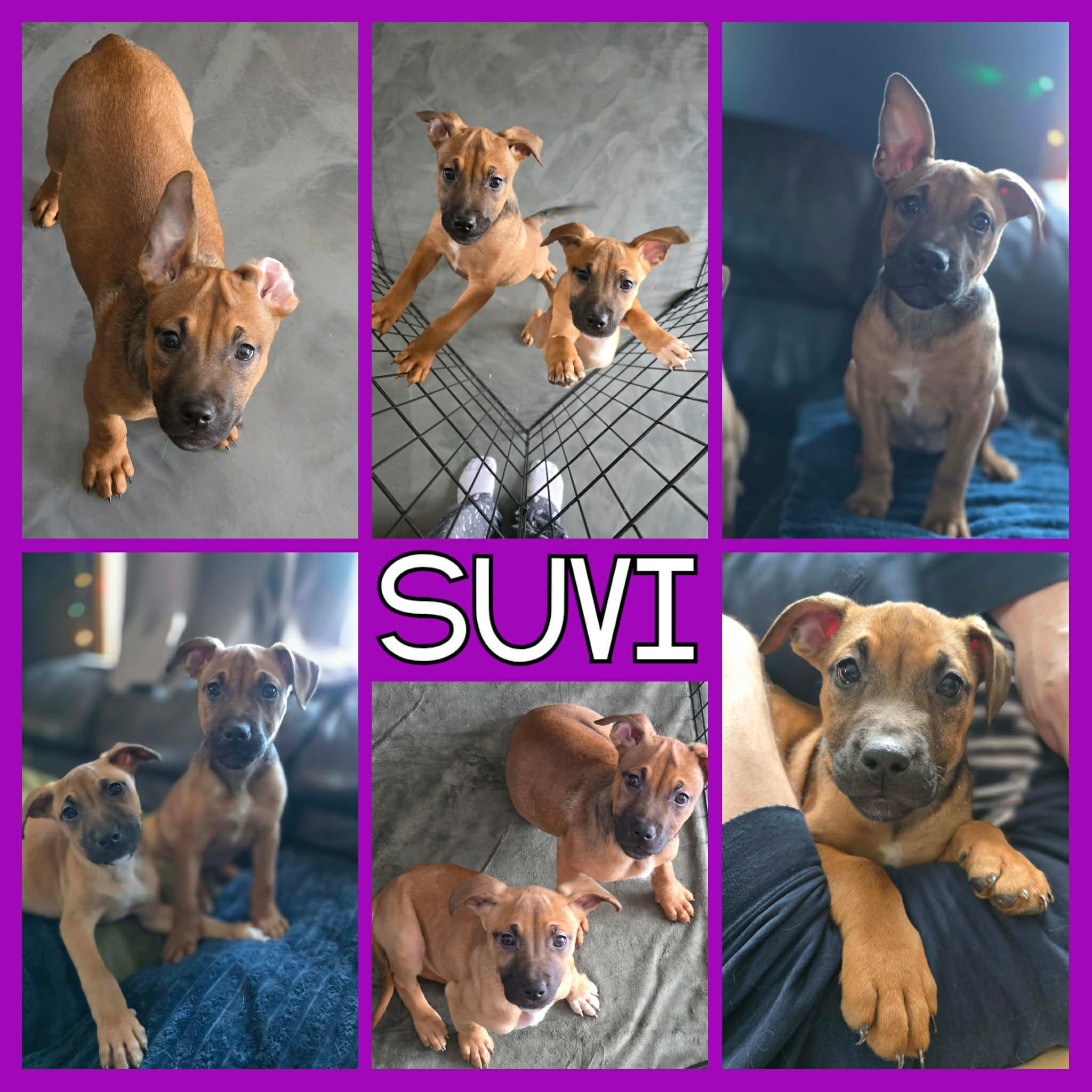 Suvi, a Adoptable mixed breed in Stamford, CT image 1/6