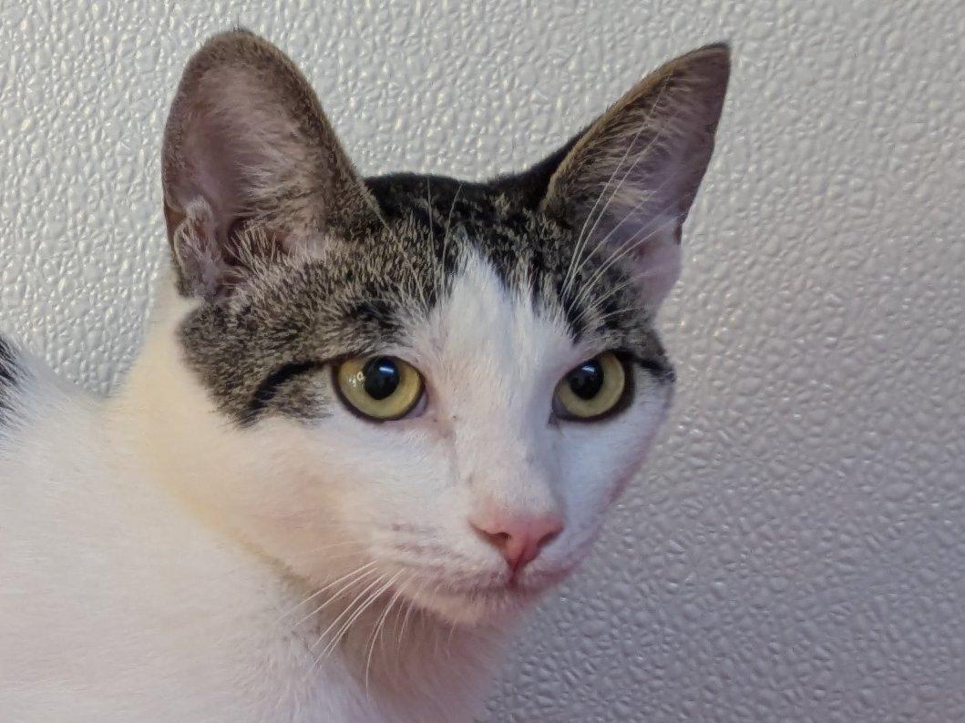 Cheetos, an adoptable Domestic Short Hair, Tabby in Republic, WA, 99166 | Photo Image 5