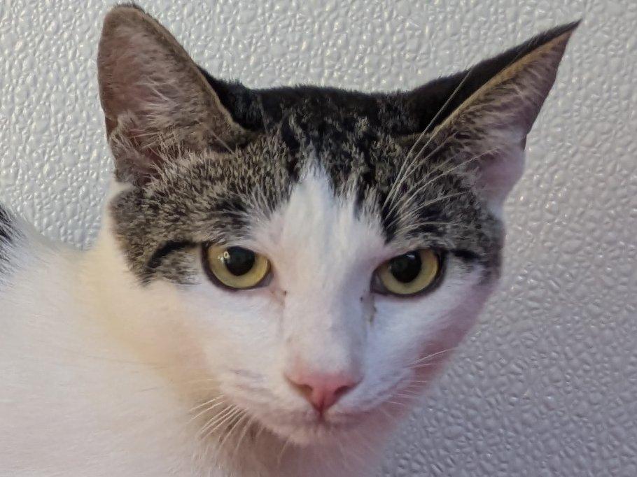 Cheetos, an adoptable Domestic Short Hair, Tabby in Republic, WA, 99166 | Photo Image 4