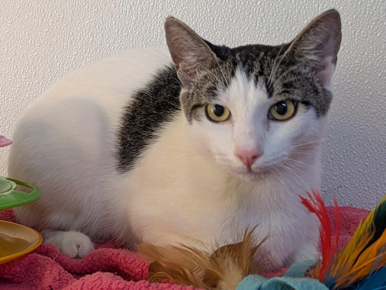Cheetos, an adoptable Domestic Short Hair, Tabby in Republic, WA, 99166 | Photo Image 1