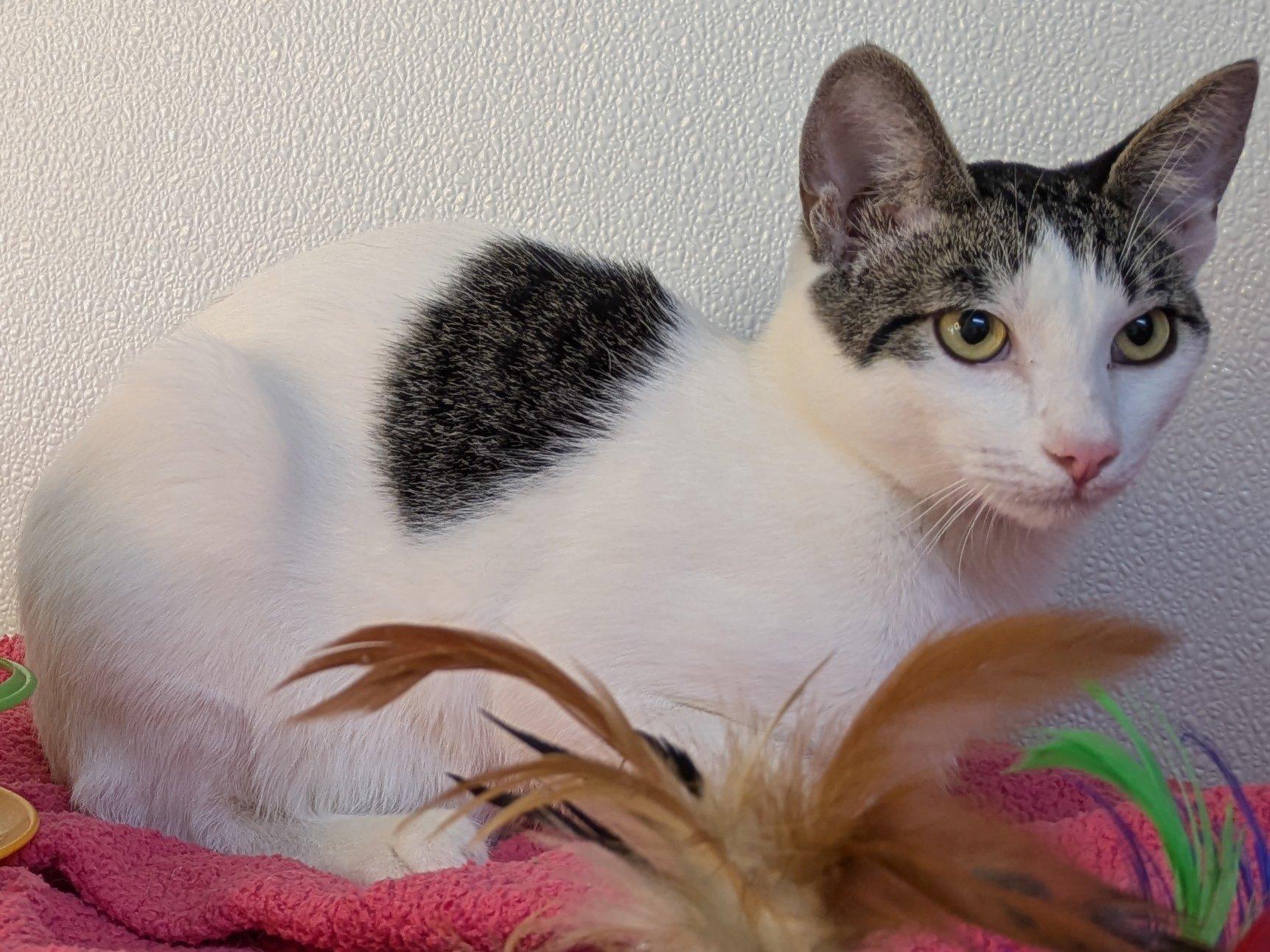 Cheetos, an adoptable Domestic Short Hair, Tabby in Republic, WA, 99166 | Photo Image 2