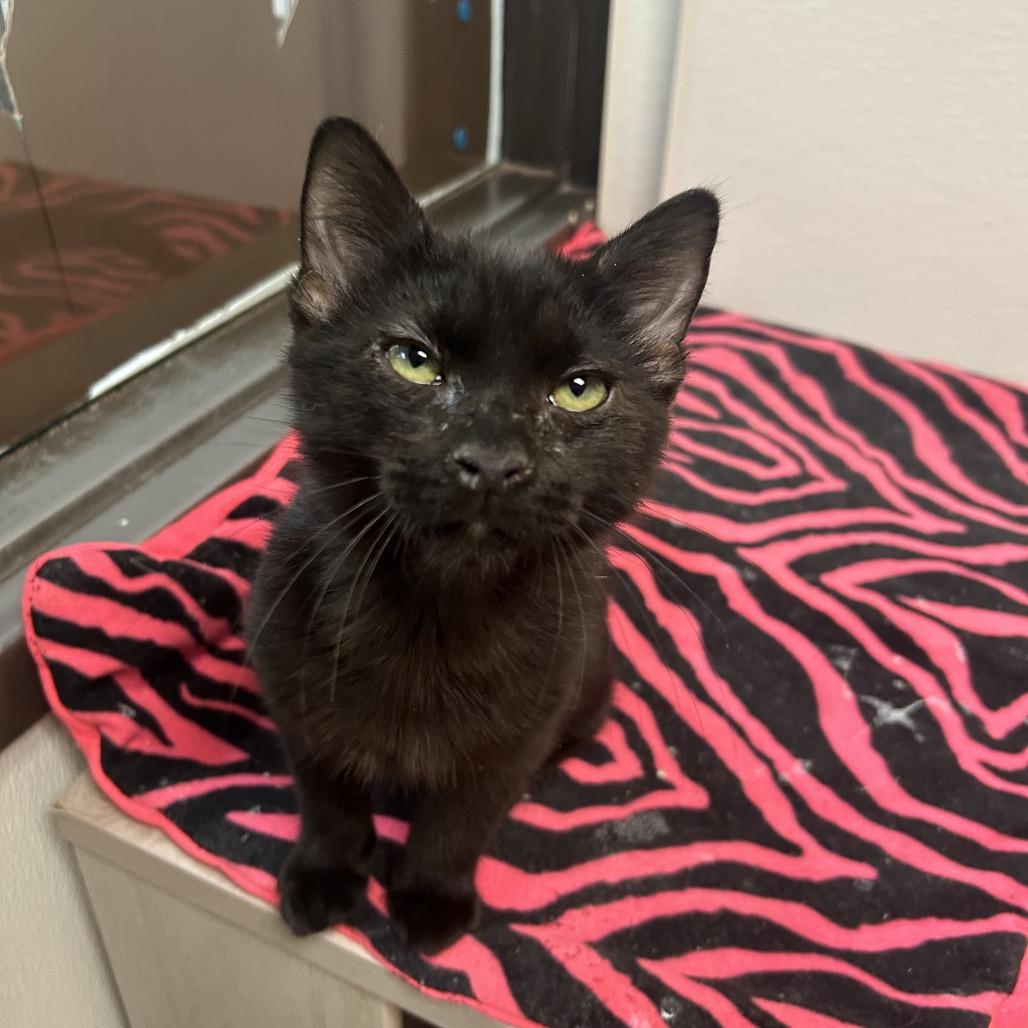 Hallow, Adoptable, Kitten Male Domestic Short Hair.