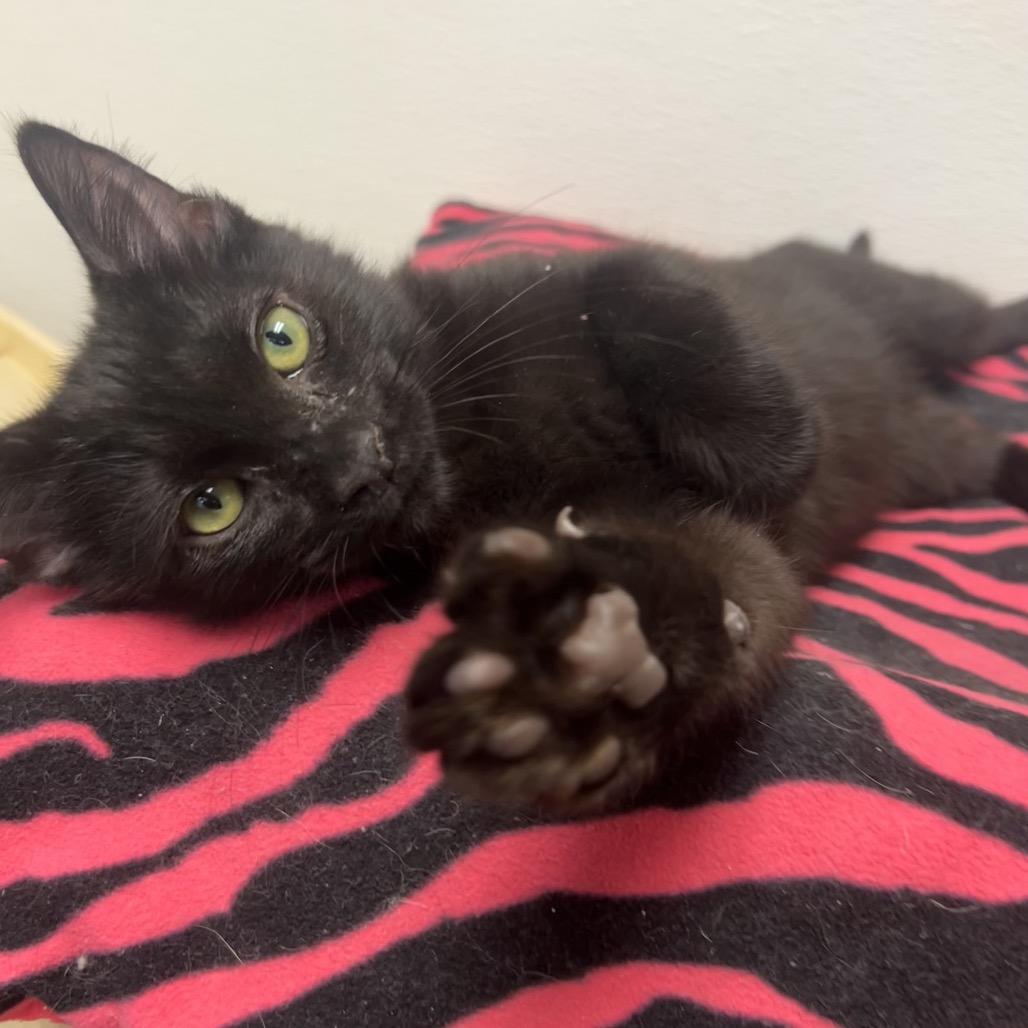 Enlarge Hallow, a Adoptable Domestic Short Hair in Detroit Lakes, MN image 2/5