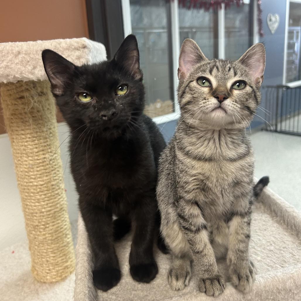 Enlarge Hallow, a Adoptable Domestic Short Hair in Detroit Lakes, MN image 5/5