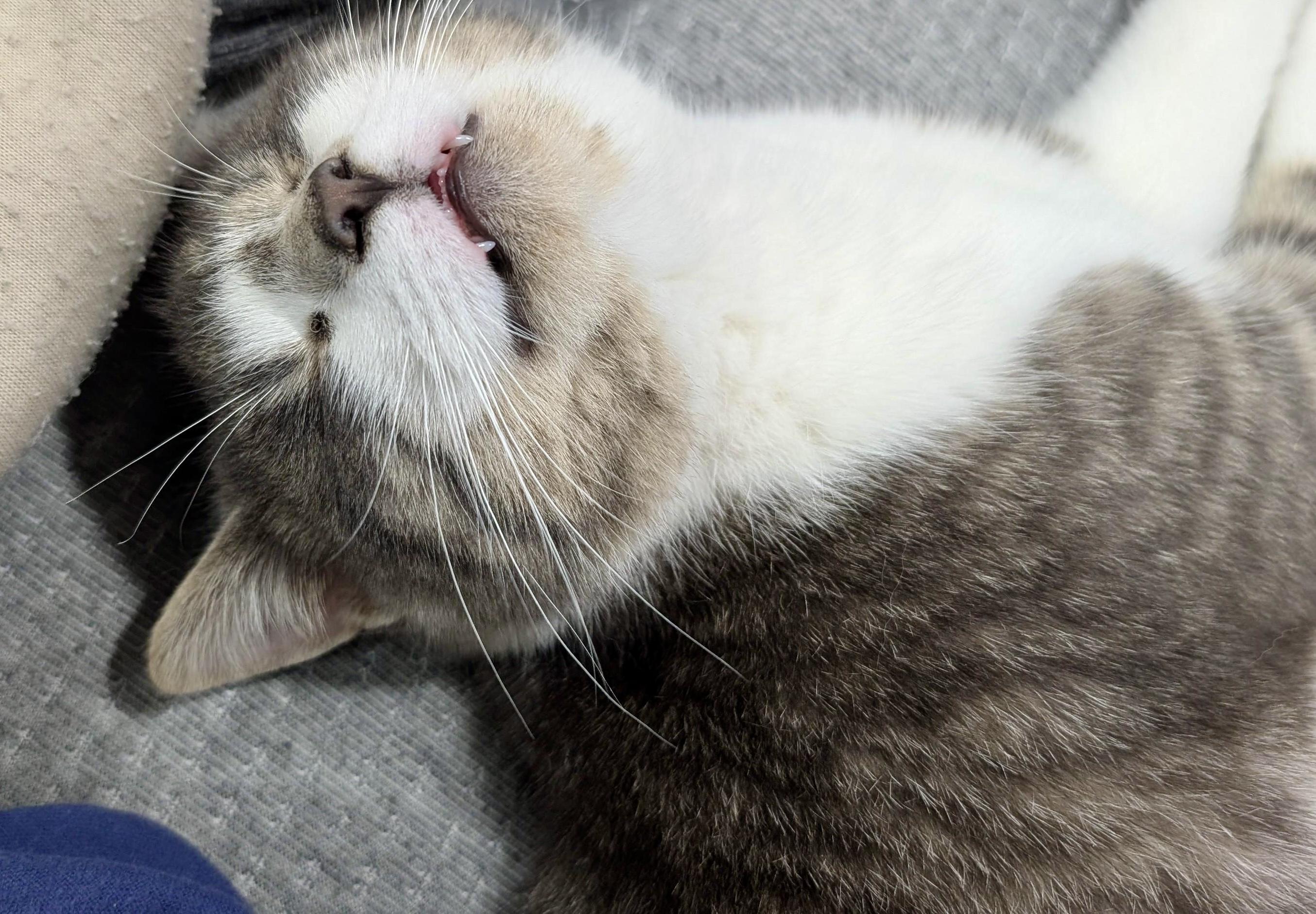 Dexter (bonded with Duke)