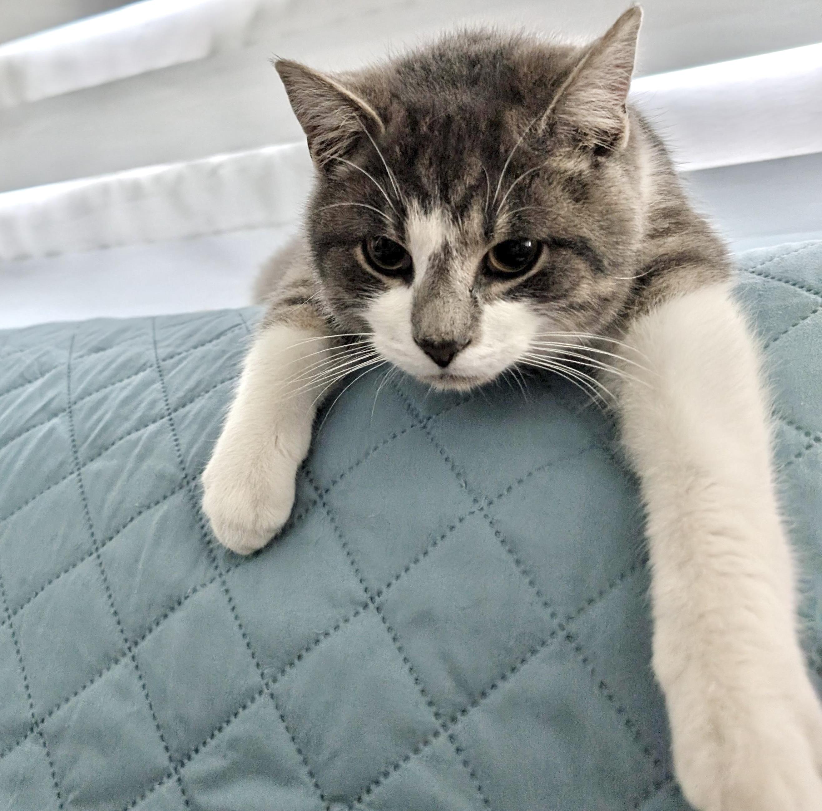 Dexter (bonded with Duke) — thumbnail 3