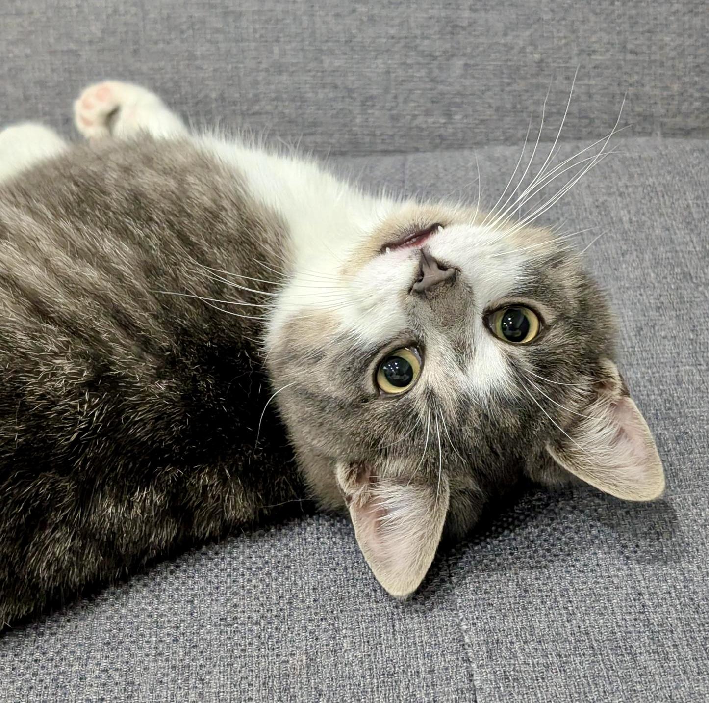 Dexter (bonded with Duke) — thumbnail 4