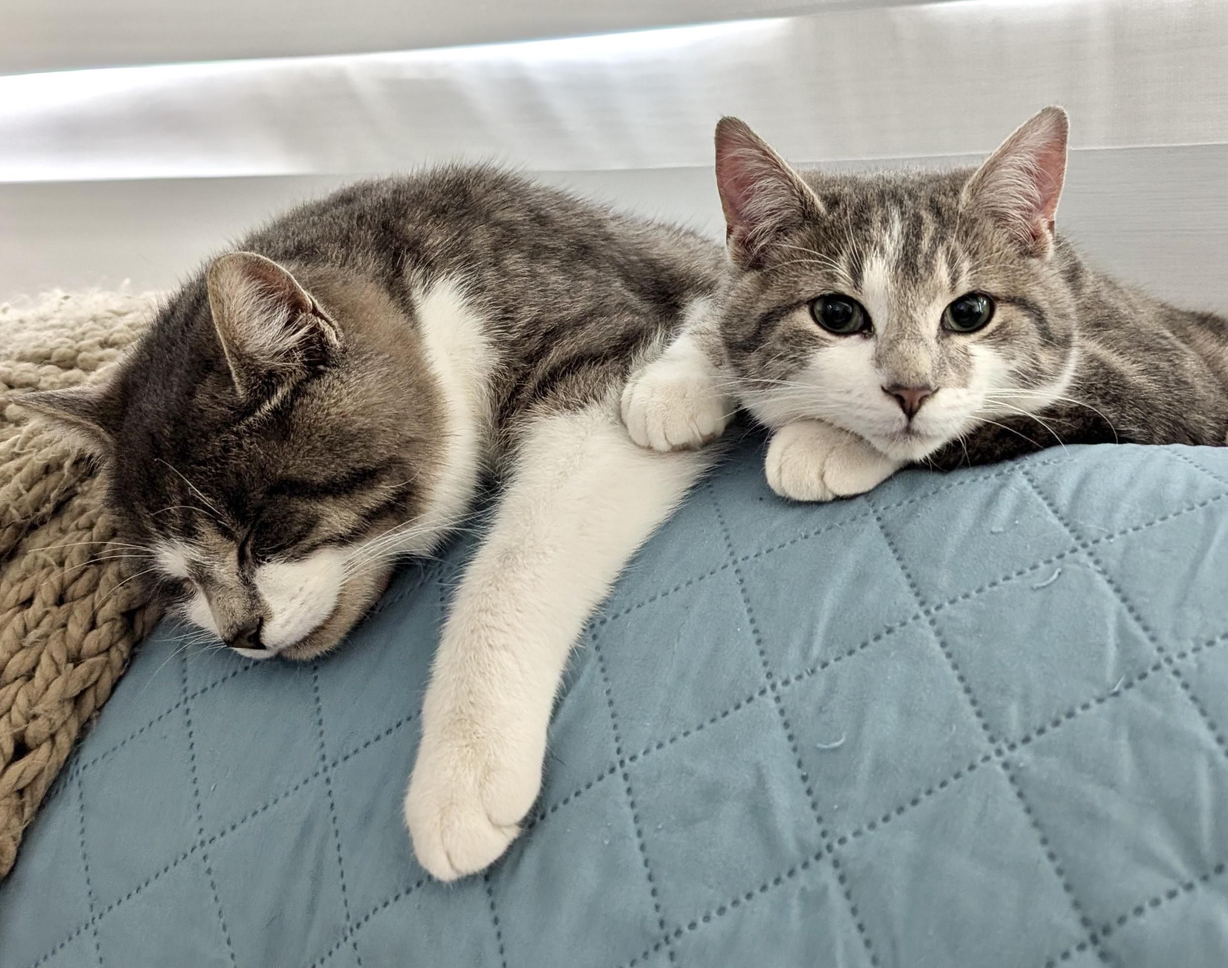 Dexter (bonded with Duke) — thumbnail 5