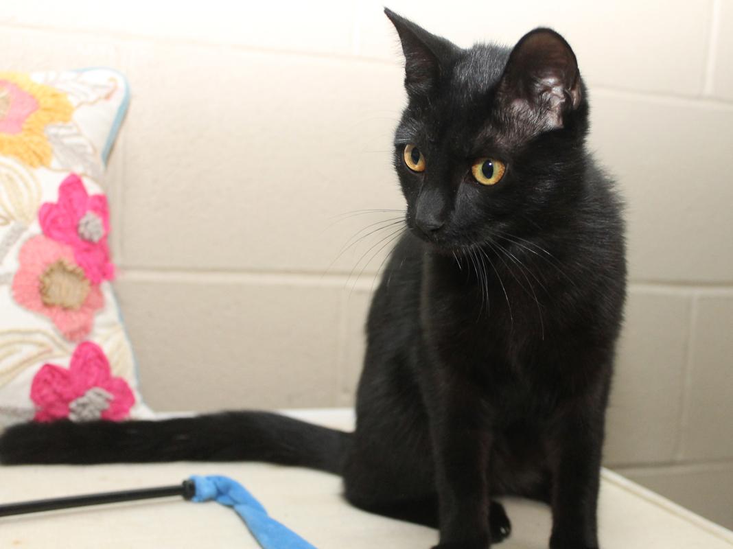 Enlarge SALLY (fearless girl), a Adoptable Domestic Short Hair in Wyandotte, MI image 3/6