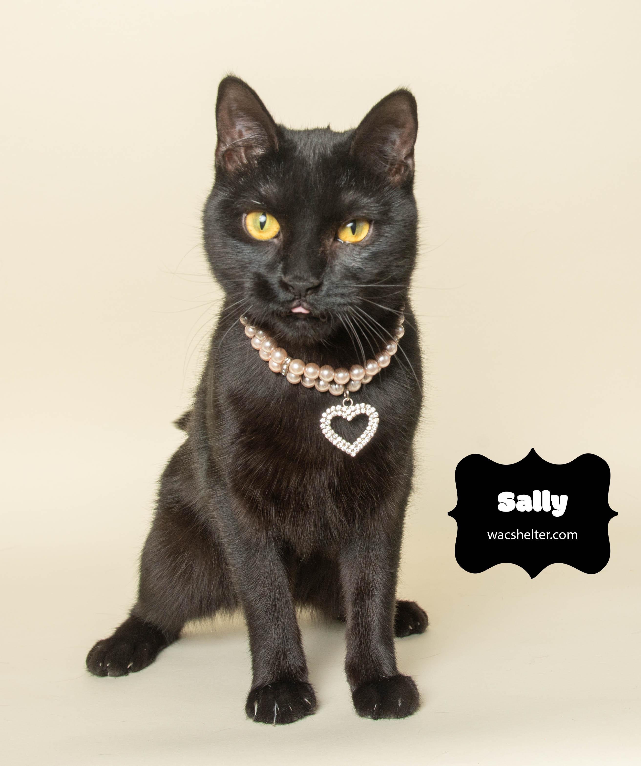 SALLY (Fearless Girl), a Adoptable Domestic Short Hair in Wyandotte, MI image 5/5