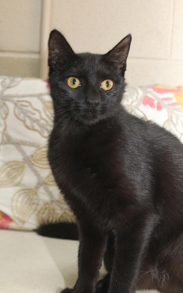 Enlarge SALLY (fearless girl), a Adoptable Domestic Short Hair in Wyandotte, MI image 1/6