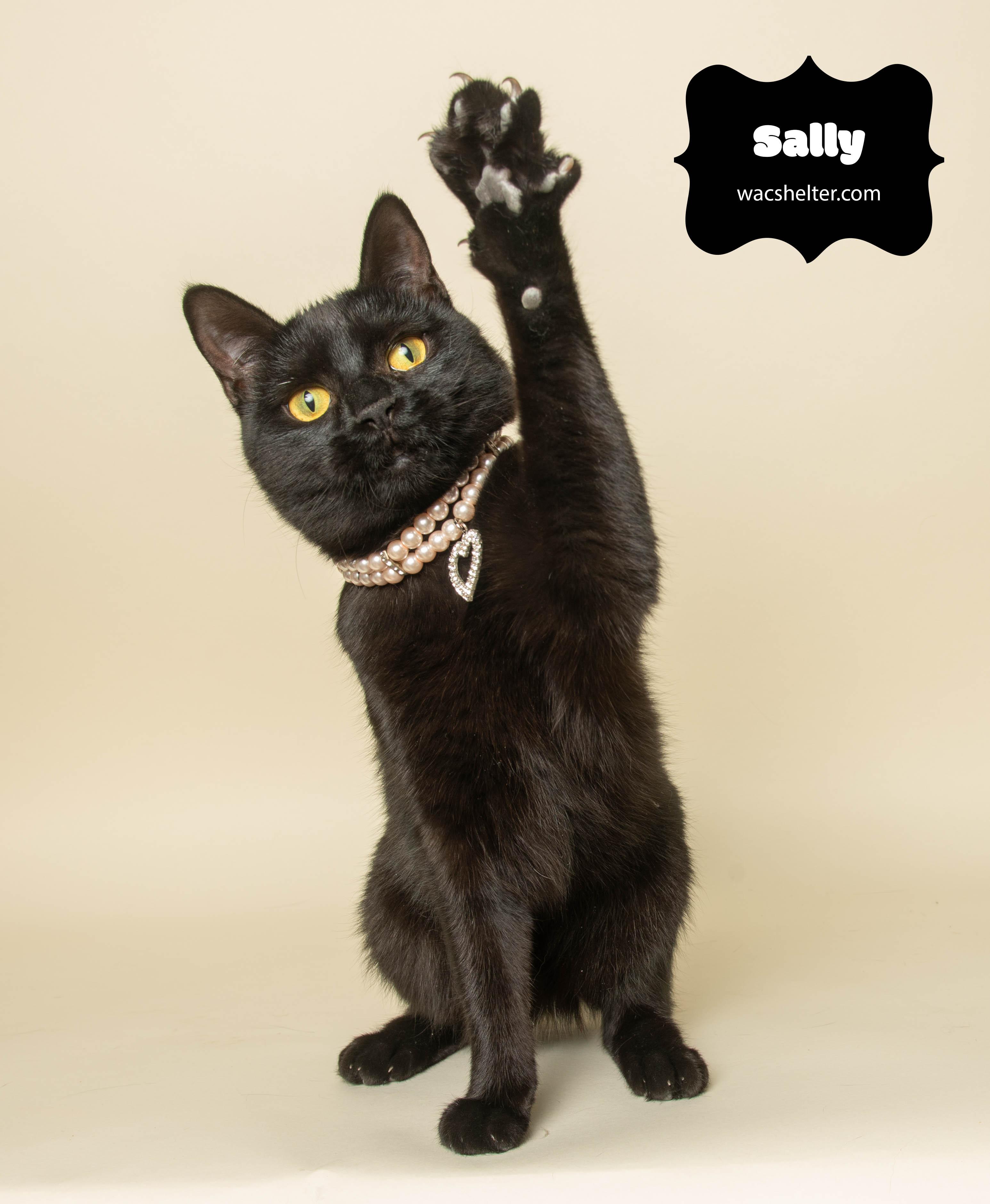 SALLY (Fearless Girl), a Adoptable Domestic Short Hair in Wyandotte, MI image 2/5