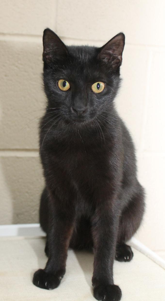 Enlarge SALLY (fearless girl), a Adoptable Domestic Short Hair in Wyandotte, MI image 4/6